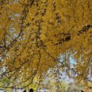 (주)은행나무 이미지