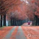 진안 메타세쿼이아길 이미지