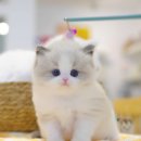 고양이샵 이미지