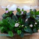 바이올렛 이미지