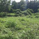 불은면-6 이미지