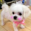 삐삐 펫살롱 이미지