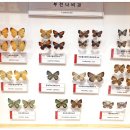 강화 자연사박물관의 <b>나비</b>와 곤충 이야기