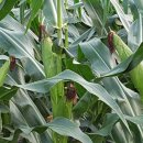 영월 동강오토캠핑장 이미지