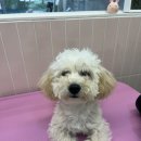 허그퍼피 이미지