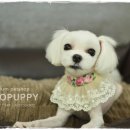 아롱펫샵 이미지