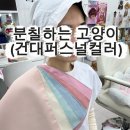 (6/24 오전반)퍼스널 컬러, 나를 가장 나답게 | 준비 필수 코스]건대퍼스널컬러부터 건대메이크업 분석까지, 성수퍼스널컬러 '분칠하는 고양이' 솔직 후기