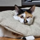 엔젤동물병원 이미지