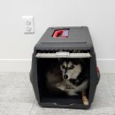 하늘켄넬 이미지