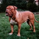 도그(DOGUE) 이미지