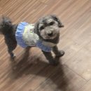 메가플러스(주) | 경주 펫캉스 여행 2편 홈플러스 메가푸드마켓경주점 쇼핑