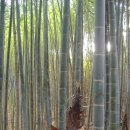 수림 농장 이미지