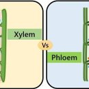 Difference Between Xylem and Phloem 물관과 체관의 차이 이미지