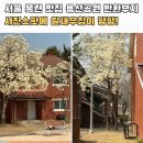 KBS부지앞 - 좌 | 서울 목련 명소 용산공원 반환부지 사진스팟 이번주가 피크에요!