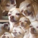 엘레강스 앞(구 씨티은행 앞) | [이탈리아 신혼여행_피렌체 #6✈️] 이딸로 탑승후기/피렌체 숙소추천:피렌체알바니호텔/두오모성당/피렌체...