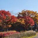 신기칡냉면~설봉산숯불닭갈비 | 이천 단풍명소.야경명소인 설봉공원에서의 가을산책