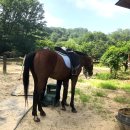 아라뱃길 승마클럽 이미지