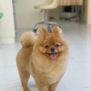 희망애견미용실 이미지