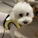 이츠독 | 강아지 산책 옷 추천-이츠독 꿀벌 하네스 실사용 1달 후기-내돈내산