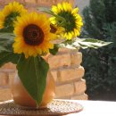 안식목장 이미지