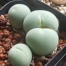 통통스