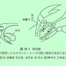 가재의 촉각선(触覚腺 : 녹색선)에 대해서 이미지