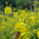 RoyalJelly 이미지