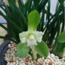 백의민족 이미지