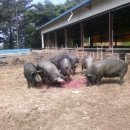 햇사레목장 이미지