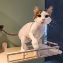고양이 분양 미용 호텔 캣챱 천안점 | 천안 불당동 고양이 미용 아이캣! 너무너무 추천해요!!