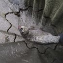 봉림낚시터 이미지