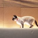우다다 이미지