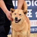 해온 Daum카페