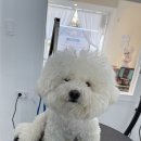 솜사탕 애견미용실 | [강동구 길동 교감 애견미용·가위컷 맛집 | 아름답개] 비숑 ♡솜사탕♡ 5mm 스포팅 + 귀툭