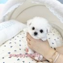 부산강아지분양 퍼피몰리 이미지