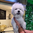 똥강아지이발소 이미지