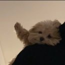 개꿈 이미지