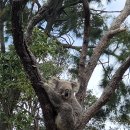 (주)타고 | 페리타고 타롱가주 다녀온 후기