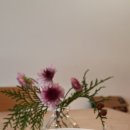 카페모나 이미지