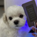 레이펫 | 펫큐어레이 지컷 3개월 실사용 후기 및 꿀팁 🐶💡