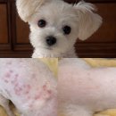 푸름이네 | 강아지 보습 샴푸 소비기록 & 푸름이 후기