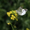 수원팔색길 매실길 이미지