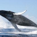 고래들, 가격 상승 틈타 3.5억달러 상당 비트코인·이더리움·솔라나·리플 등 거래소로 옮겨 이미지