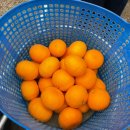 애월구엄민박 | 한라산 1100고지-애월 승연 씨네 농장 귤따기체험...랜디스도넛, 효리네민박주소소길별하, 아르떼뮤지엄...