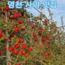 사과맛집