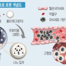 암 치료용 ‘마이크로 로봇’ 나왔다 전남대 로봇연구소 최초 개발… 면역세포 활용한 치료 신기술 이미지