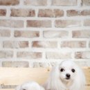 위드동물병원 이미지