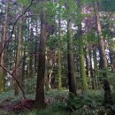 제주 도순리 녹나무 자생지 | 9월의 제주 여정 - 도순리 녹나무 자생지, 강정동 담팔수, 산천단 곰솔군