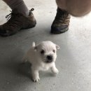 둥글개 둥글개 이미지