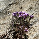 동강할미꽃마을 이미지